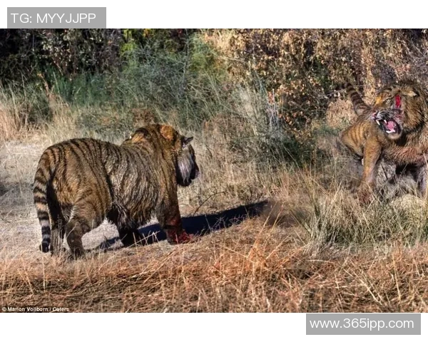 2019年7月7日埃及与南非激战回顾精彩瞬间与赛后分析 2019年7月7日埃及与南非激战回顾精彩瞬间与赛后分析
